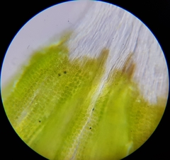 Coscinodon cribrosus