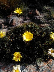 Euryops othonnoides