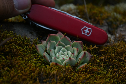 Echeveria chihuahuaensis