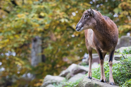 Ovis aries musimon