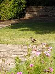 Acridotheres tristis