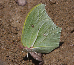 Anteos maerula