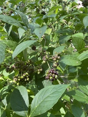 Eleutherococcus sessiliflorus