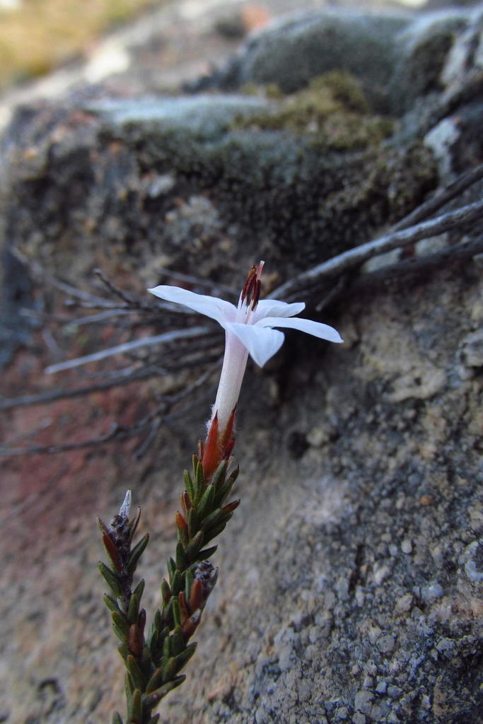 Mountain Branches
