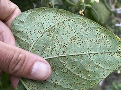 Uromyces appendiculatus