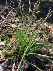 Carex communis
