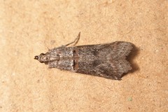 Acrobasis obliqua