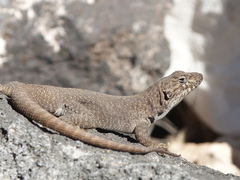 Liolaemus austromendocinus