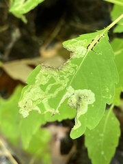 Phytoliriomyza