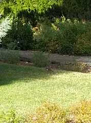 Acridotheres tristis