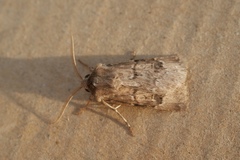 Agrotis bigramma