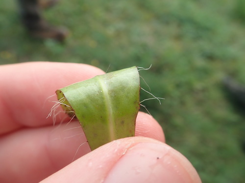 Image of Pilosella bauhini by (c) Matteo Marcandella, some rights reserved (CC BY)