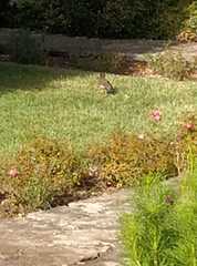 Acridotheres tristis