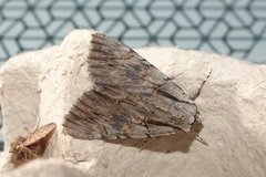 Catocala optata