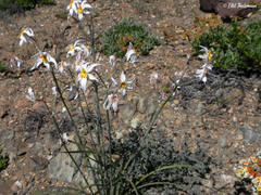 Leucocoryne narcissoides
