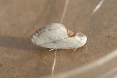Cilix hispanica