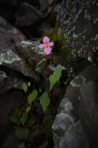 Image of Begonia gracilis by (c) Dante S. Figueroa, some rights reserved (CC BY-SA)