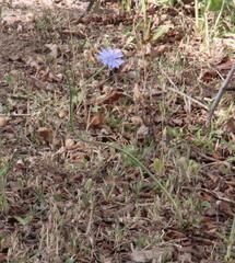 Cichorium intybus intybus