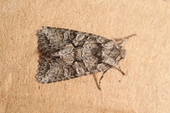 Dryobotodes monochroma