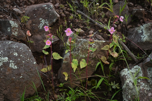Image of Begonia gracilis by (c) Dante S. Figueroa, some rights reserved (CC BY-SA)
