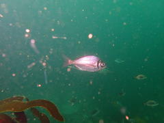 Boopsoidea inornata