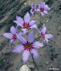 Leucocoryne purpurea