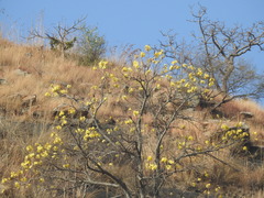 Cochlospermum religiosum