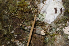 Heteronemiidae