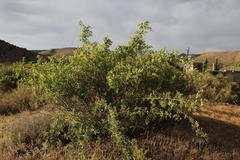 Searsia longispina