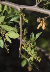 Searsia longispina