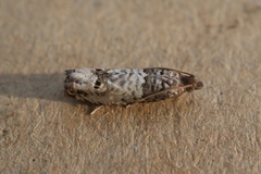 Notocelia incarnatana