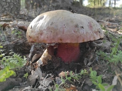 Rubroboletus satanas