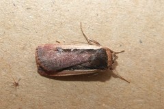 Ochropleura leucogaster