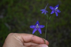 Delphinium wislizeni