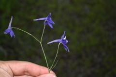 Delphinium wislizeni