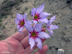 Leucocoryne purpurea