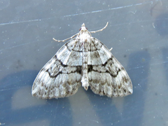 Thera contractata