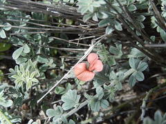 Indigofera sp12