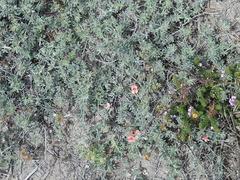 Indigofera sp12