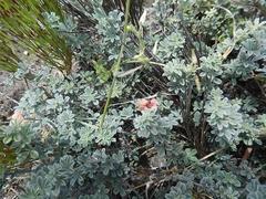 Indigofera sp12