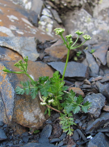Carum caucasicum