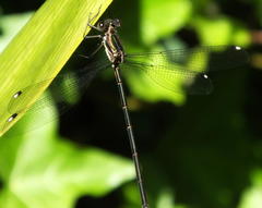 Chlorolestes tessellatus