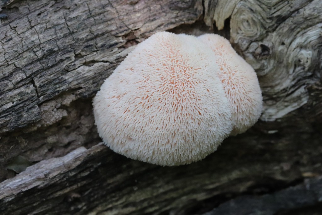 Hericium erinaceus · September 2021 · photo: © ninacourlee (iNaturalist, cc-by)