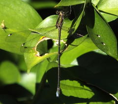 Chlorolestes tessellatus