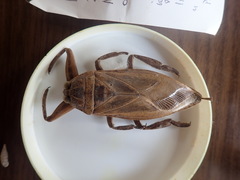 Lethocerus patruelis