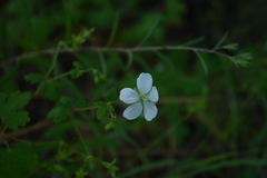 Geranium wislizeni