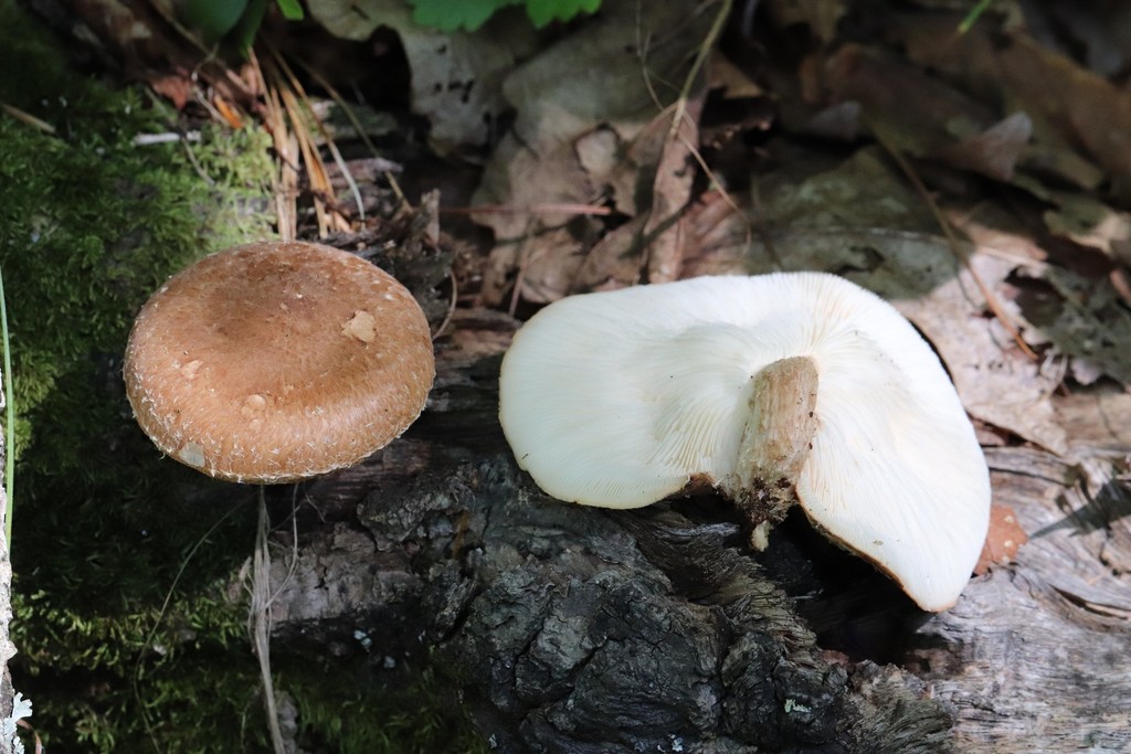 Lentinula edodes · September 2021 · photo: © ninacourlee (iNaturalist, cc-by)