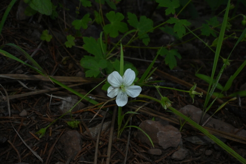Image of Geranium wislizeni by (c) Dante S. Figueroa, some rights reserved (CC BY-SA)