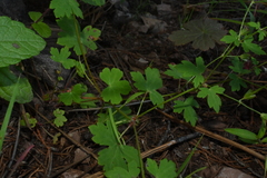 Geranium wislizeni