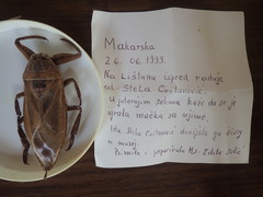 Lethocerus patruelis